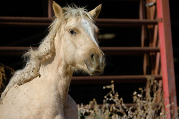 Hot mess young palomino horse with burrs in mane. - obrazy, fototapety, plakaty