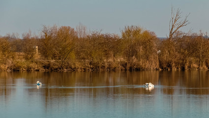 Beautiful view with reflections and two mute swans at a pond near Wallersdorf, Bavaria, Germany