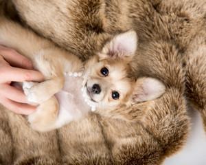 Adorable puppy with big ears lays on it's back for a tummy rub on a fur blanket with owner's hand showing