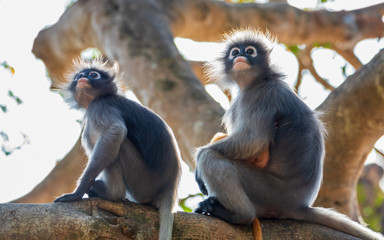 Dusky leaf monkey sitting on the branch of tree and look up with curiously.