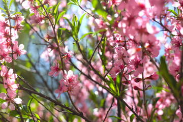 Pink flowers of a flowering spring bush with young green leaves. Spring background and concept.