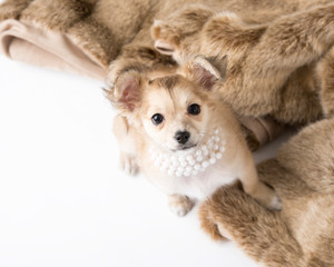 Tiny tan puppy with pearls sits on a fur robe in the studio with fur and white background and room for text