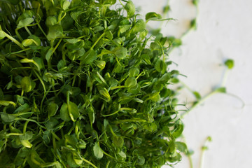 close-up microgreen with free space for text, top view.