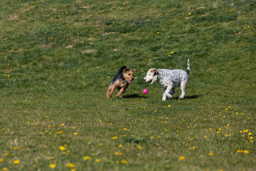 Two mixed-breed dogs, one black-brown and the other white-gray, run after a small rubber ball is thrown.