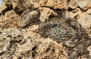 Cactus Mamillaria sp. in the mountains landscape in New Mexico, USA