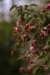 Unblown pink apple tree flowers. Blooming apple tree. The blossoming pink flowers of an apple tree.