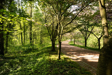 Fototapeta premium path in the forest