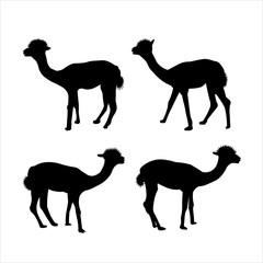 Alpaca icon silhouette vector illustration. Set of four lama animal isolated on white background. 