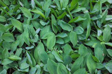 Green leaves natural background. Lily of the valley (Convallaria majalis) in the spring forest after rain. Top view.
