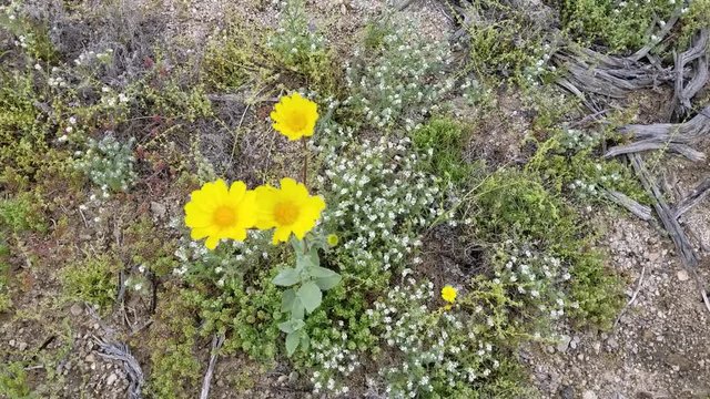 Graceful yellow blossoms of Desert Sunflower, Geraea Canescens, Asteraceae, native plant in the fringes of Twentynine Palms, Southern Mojave Desert, Springtime.