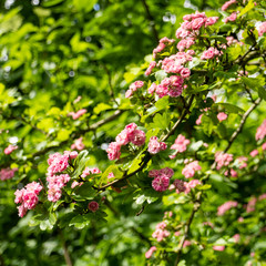 Bush and pink flowers