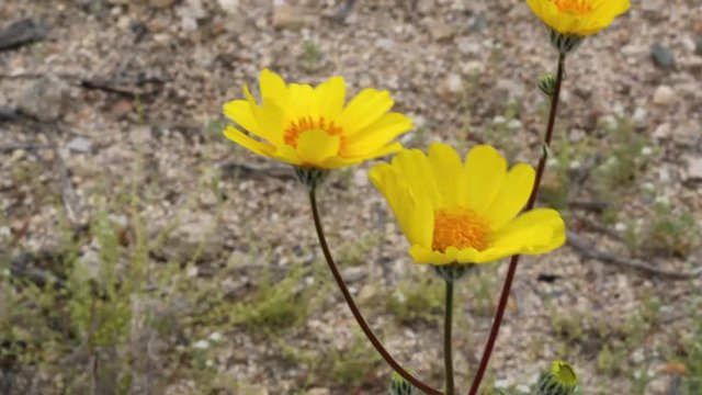 Graceful yellow blossoms of Desert Sunflower, Geraea Canescens, Asteraceae, native plant in the fringes of Twentynine Palms, Southern Mojave Desert, Springtime.