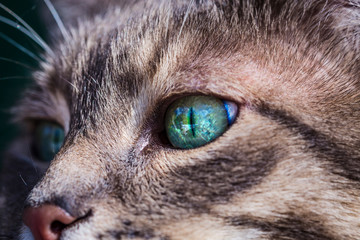 Portrait of a gray tabby cat with green eyes and pink nose. Focus on the beautiful green cat's eye....