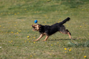 A mixed breed dog runs after a thrown ball and wants to catch it to bring back to its owner.