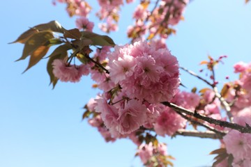奈良の八重桜