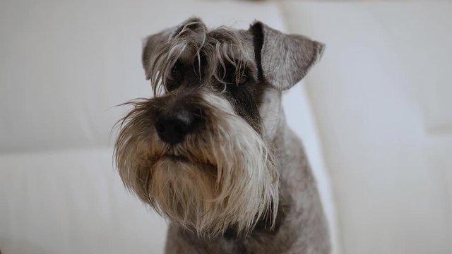 Miniature Schnauzer Dog Sitting At Home on a Couch Close up Portrait.