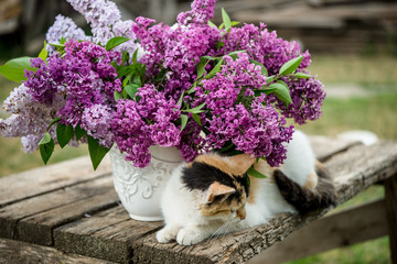 Beautiful cat on the old wooden table on sunny day in garden outdoors near the lilac flowers in...