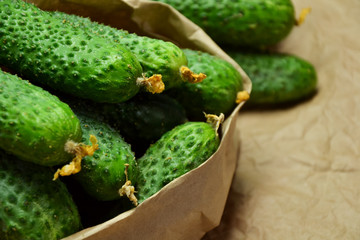 Cucumbers from farmers market. Fresh cucumbers. Pickle cucumbers. Organic vegetables. Salad ingredients.