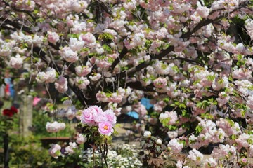 奈良の八重桜