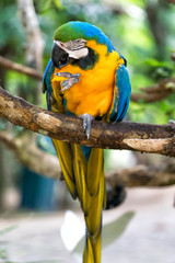 blue and yellow macaw ara