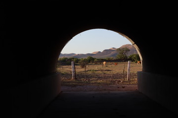 túnel y vacas