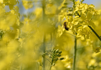 Obraz premium Bees collect pollen from flowers