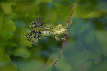 Frosch
