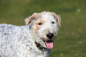 Tired of running, a white and gray mixed breed dog walks with a protruding tongue to cool off.