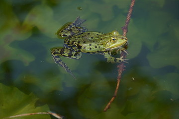 Frosch