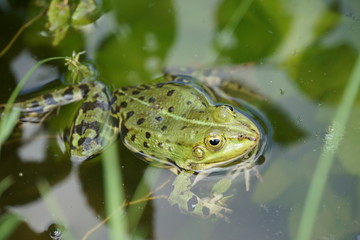 Frosch