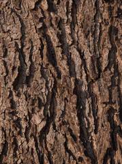 Background of cracked tree bark