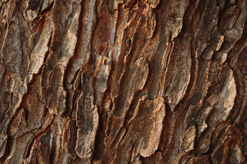 Background of cracked tree bark