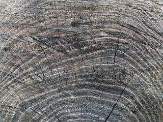 Close up wooden texture with cracks. Top view of a stump