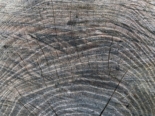 Fototapeta premium Close up wooden texture with cracks. Top view of a stump