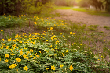 Obraz premium Yellow flowers of anemone ranunculus. Yellow spring flowers in the park. First flowers.