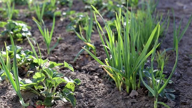Green garlic with feathers and strawberries grow in the garden, background, spring