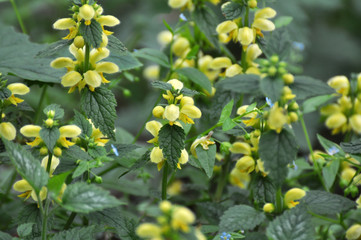 In spring, yellow deaf nettle (Lamium galeobdolon) blooms in the forest
