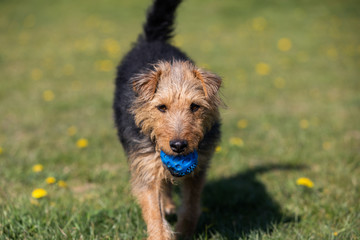 A young black and brown mixed breed dog walks with a small ball in his teeth and carries it to the...