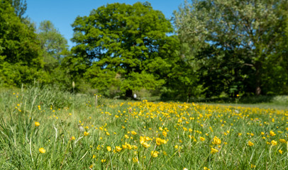 Oak tree in distance, with yellow buttercups growing in the grass, in Long Meadow, ancient water meadow in Eastcote, Hillingdon, UK. Part of the Celandine route along the River Pinn.