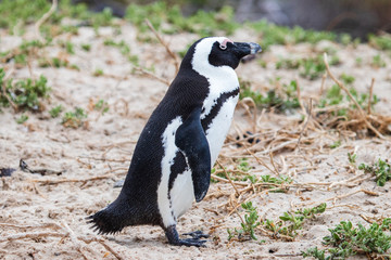 Obraz premium A lone penguin in the grassy sand dunes at Boulders Beach (Boulders Bay) in the Cape Peninsula in South Africa. The penguin colony is part of Table Mountain National Park. 