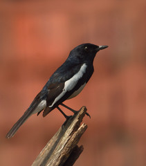 oriental magpie robin bird