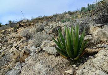 Agave, yucca, cacti and desert plants in a mountain valley landscape in New Mexico,