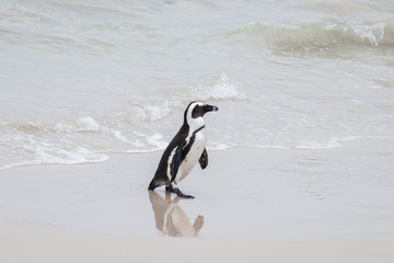 A lone penguin in the sea at Boulders Beach (Boulders Bay) in the Cape Peninsula in South Africa. The penguin colony at Boulders Beach is part of Table Mountain National Park. 