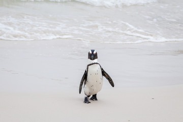 Obraz premium A lone penguin in the sea at Boulders Beach (Boulders Bay) in the Cape Peninsula in South Africa. The penguin colony at Boulders Beach is part of Table Mountain National Park. 