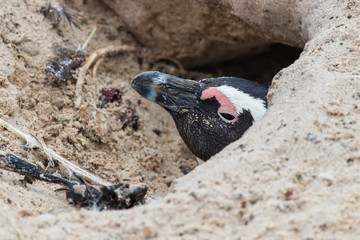 Close-up of a lone penguin in a sand nest at Boulders Beach (Boulders Bay) in the Cape Peninsula in South Africa. The penguin colony at Boulders Beach is part of Table Mountain National Park. 