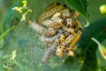 Viele Raupen der Traubenkirschen-Gespinstmotte im seidigen Kokon fressen Blätter und ganze Bäume...