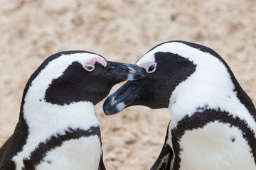 Close-up of two penguins in the sand at Boulders Beach (Boulders Bay) in the Cape Peninsula in South Africa. The penguin colony at Boulders Beach is part of Table Mountain National Park. 