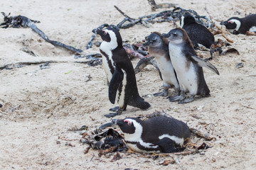 Penguin colony in the sand at Boulders Beach (Boulders Bay) in the Cape Peninsula in South Africa. Boulders Beach is part of Table Mountain National Park. 