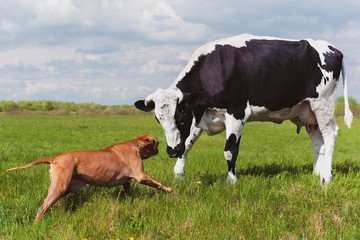 Naklejka na ściany i meble dog barks on a cow in the summer on the meadow