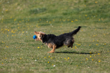 A mixed breed dog runs after a thrown ball and wants to catch it to bring back to its owner.